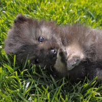 Keeshond,Puppy,In,Grass,Outdoors