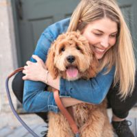 labradoodle dog puppy usa