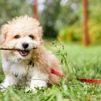 maltipoo with stick toy puppy