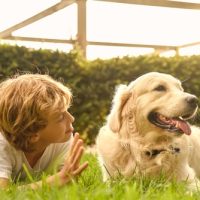 puppies dogs golden retriever