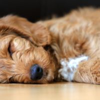 Red,Cute,Labradoodle,Puppy,Sleeping.,Cute,Puppy,Asleep,On,Floor.